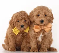 ENG PETIT TINY F1B, a  English Goldendoodle for sale in Crystal, MI – 4 of 10