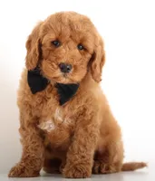 RED TEDDY ENG BOY, a male English Goldendoodle for sale in Crystal, MI – Photo 4 of 4