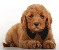 RED TEDDY ENG BOY, a male English Goldendoodle for sale in Crystal, MI – Photo 3 of 4