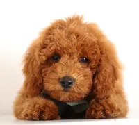 F1B PETIT/Tiny Teddy Bear ENG, a male English Goldendoodle for sale in Crystal, MI – 2 of 3
