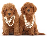 PETIT/TINY RED TEDDY BEARS, a  Goldendoodle for sale in Crystal, MI – 7 of 10