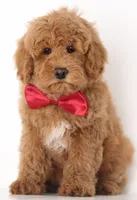 PETIT/TINY RED TEDDY BEARS, a  Goldendoodle for sale in Crystal, MI – 9 of 10