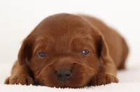 F1B MINI ENG, a  English Goldendoodle for sale in Crystal, MI – 4 of 9