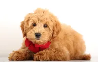 PETIT ENG TEDDY F1B, a male English Goldendoodle for sale in Crystal, MI – 3 of 4