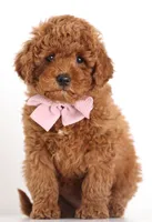 PETIT/TINY RED TEDDY BEARS, a  Goldendoodle for sale in Crystal, MI – 6 of 10