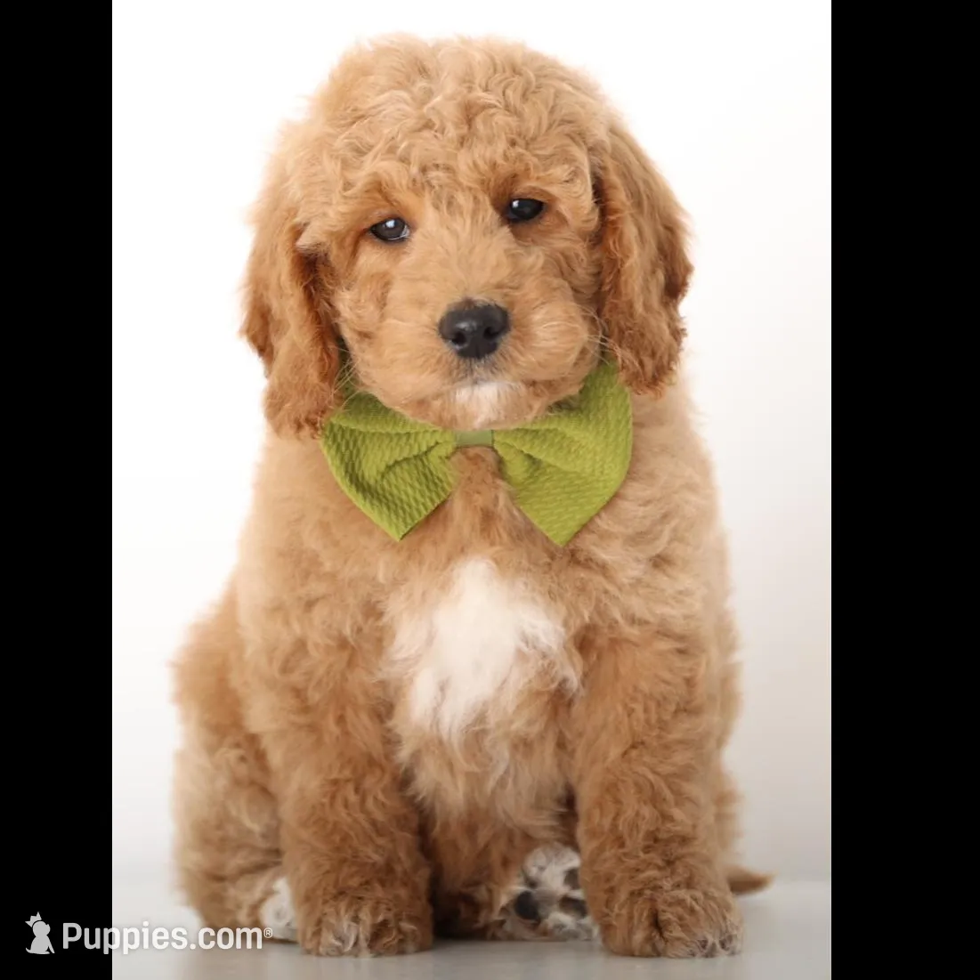 F1B MINI ENG, a female Miniature Goldendoodle for sale in Crystal, MI – Photo 4 of 4