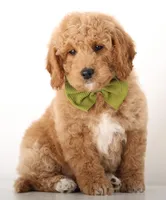 F1B MINI ENG, a female Miniature Goldendoodle for sale in Crystal, MI – Photo 3 of 4