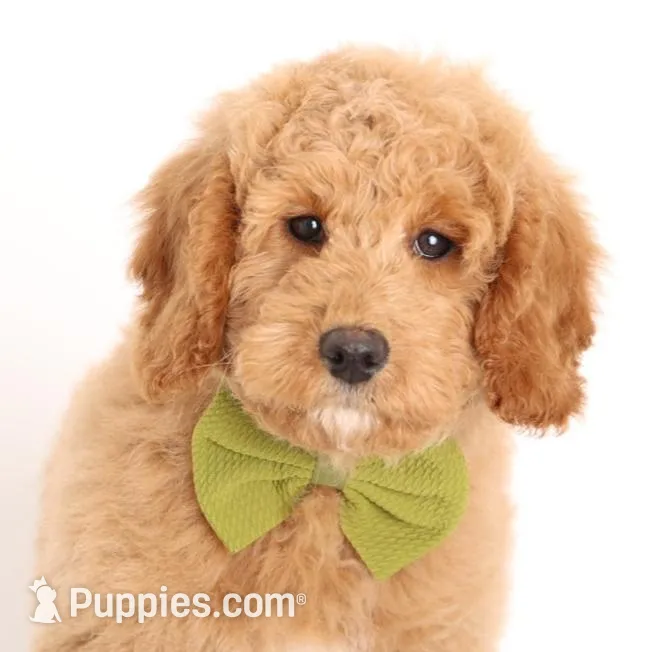 F1B MINI ENG – Miniature Goldendoodle puppy for sale in Crystal, MI