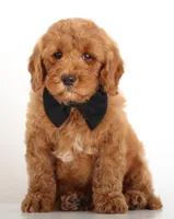 ENG MINI TEDDY BEAR, a male Miniature Goldendoodle for sale in Crystal, MI – Photo 3 of 3