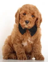 ENG MINI TEDDY BEAR, a male Miniature Goldendoodle for sale in Crystal, MI – Photo 2 of 3