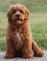 F1B MINI ENG, a  English Goldendoodle for sale in Crystal, MI – 9 of 10