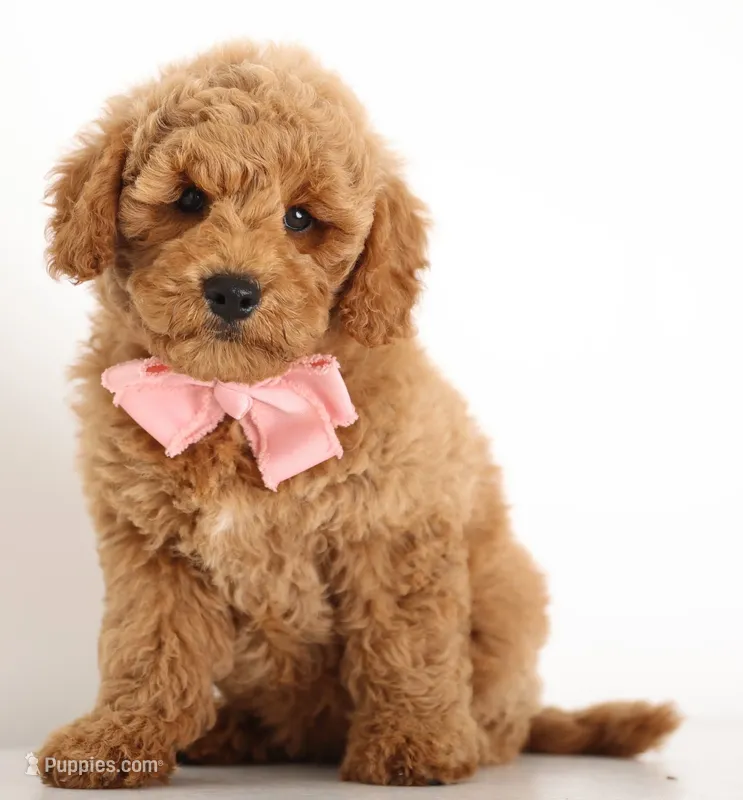 F1b Petit Female ENG