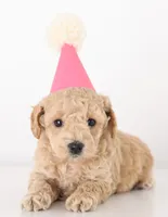 processed/cfdcece1-dffb-44d7-9010-7310a9681369/listing/892d5b0b-b2f5-409e-bf25-e5ae60e68255/386eae4e-26dc-491d-8adc-72ae31cab19e