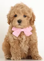 processed/cfdcece1-dffb-44d7-9010-7310a9681369/listing/892d5b0b-b2f5-409e-bf25-e5ae60e68255/65fb2d59-d2a6-4e57-a1e0-e65703f5abf3