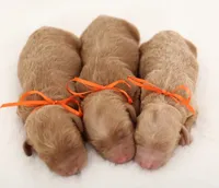 processed/cfdcece1-dffb-44d7-9010-7310a9681369/listing/892d5b0b-b2f5-409e-bf25-e5ae60e68255/a2584a1f-4f56-4f0b-8510-5f7c82a1b031