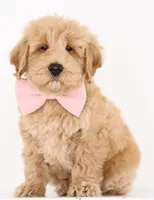 processed/cfdcece1-dffb-44d7-9010-7310a9681369/listing/892d5b0b-b2f5-409e-bf25-e5ae60e68255/abb9302b-01e8-4d4c-8dde-e79e63d919c1