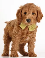 F1B Teddy Bear, a  Goldendoodle for sale in Crystal, MI – 5 of 10