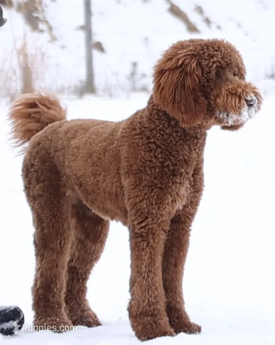Standard AKC Poodle Female  – Poodle - Standard  puppy for sale in Crystal, MI
