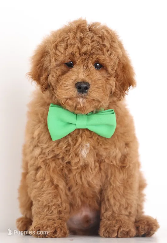 PETIT/TINY RED TEDDY BEARS – Goldendoodle puppy for sale in Crystal, MI