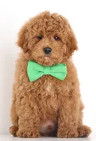 PETIT/TINY RED TEDDY BEARS, a  Goldendoodle for sale in Crystal, MI – 1 of 10