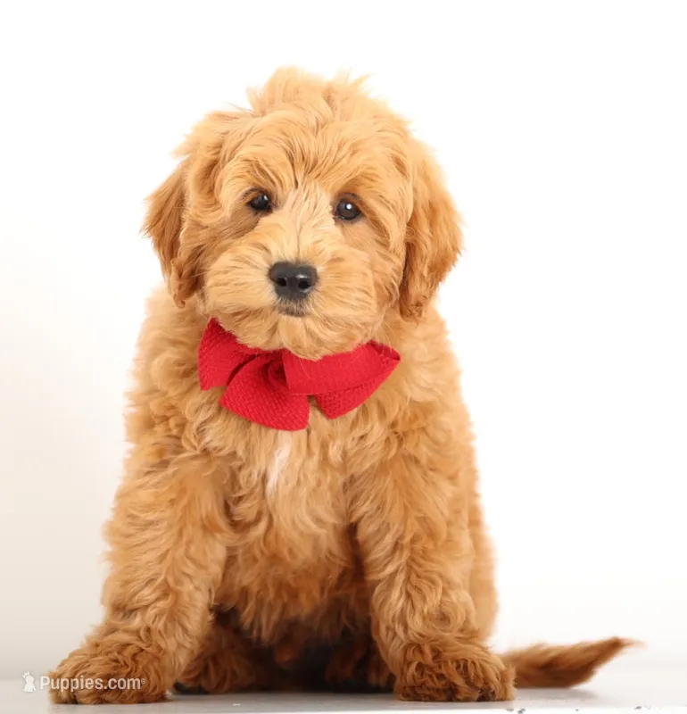 RED PETIT ENG CRATE TRAINED – Goldendoodle puppy for sale in Crystal, MI