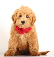 RED PETIT ENG CRATE TRAINED, a male Goldendoodle for sale in Crystal, MI – 1 of 3
