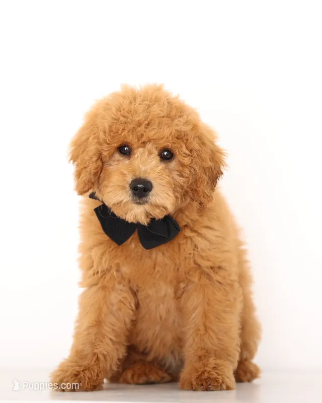 PETIT/TINY RED TEDDY BEARS – Goldendoodle puppy for sale in Crystal, MI