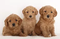 ENG PETIT TINY F1B, a  English Goldendoodle for sale in Crystal, MI – 8 of 10