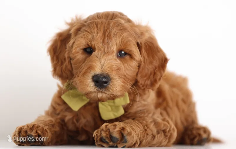 ENG PETIT TINY F1B – English Goldendoodle puppy for sale in Crystal, MI
