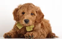 ENG PETIT TINY F1B, a  English Goldendoodle for sale in Crystal, MI – 1 of 10