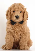 F1B MINI ENG, a  English Goldendoodle for sale in Crystal, MI – 6 of 9