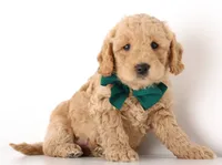 processed/cfdcece1-dffb-44d7-9010-7310a9681369/listing/a0fd3802-7155-4118-ad4b-88bab815d7c4/10354749-43aa-41a3-9fb8-5e5cdd8ff39b