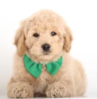 PETIT ENG TEDDY, a male English Goldendoodle for sale in Crystal, MI – Photo 2 of 4