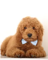F1B MINI ENG, a male Miniature Goldendoodle for sale in Crystal, MI – 2 of 3