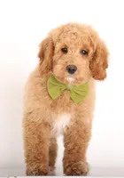 F1B MINI ENG, a female English Goldendoodle for sale in Crystal, MI – Photo 2 of 3