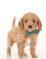 processed/cfdcece1-dffb-44d7-9010-7310a9681369/listing/a3646396-2672-4c4e-b9db-49e3ea649f93/1379474c-e829-41b8-b200-4ab3b714c6d2