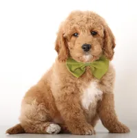 F1B MINI ENG, a female English Goldendoodle for sale in Crystal, MI – Photo 2 of 6