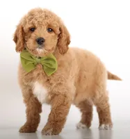 F1B MINI ENG, a female English Goldendoodle for sale in Crystal, MI – Photo 1 of 6