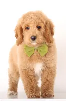 F1B MINI ENG, a female English Goldendoodle for sale in Crystal, MI – Photo 3 of 3