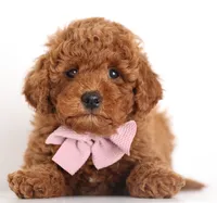 ENG PETIT TINY F1B, a female English Goldendoodle for sale in Crystal, MI – 1 of 10
