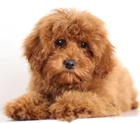 F1B Teddy Bear, a  Goldendoodle for sale in Crystal, MI – 1 of 10