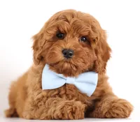 ENG TINY F1B TEDDY BEAR, a  English Goldendoodle for sale in Crystal, MI – 9 of 9