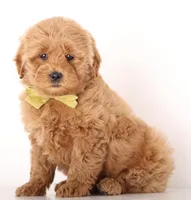 PETIT ENG GIRL , a female English Goldendoodle for sale in Crystal, MI – Photo 2 of 3