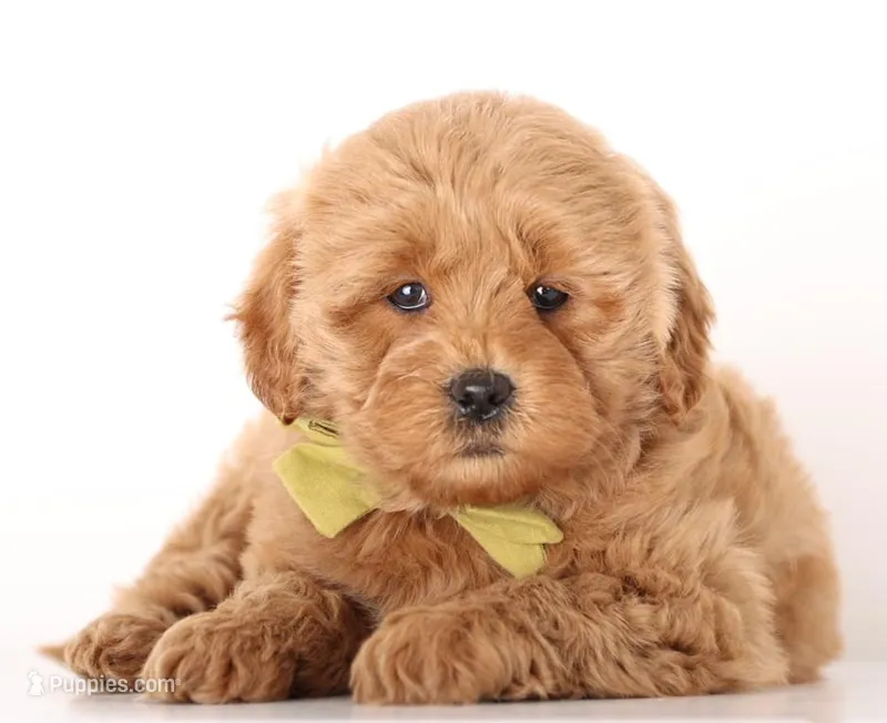 PETIT ENG GIRL  – English Goldendoodle puppy for sale in Crystal, MI