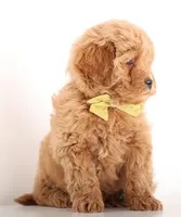 PETIT ENG GIRL , a female English Goldendoodle for sale in Crystal, MI – Photo 3 of 3