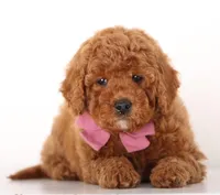 F1b Petit ENG GIRL, a male English Goldendoodle for sale in Crystal, MI – Photo 1 of 4