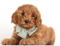 processed/cfdcece1-dffb-44d7-9010-7310a9681369/listing/b266c12d-082d-408c-bbba-5febaf3aeb25/40d0fd5f-706f-4c3b-ac34-639371eeaf68