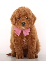 F1b Petit ENG GIRL, a male English Goldendoodle for sale in Crystal, MI – Photo 2 of 4