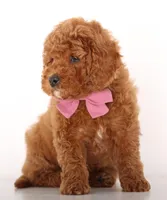 F1b Petit ENG GIRL, a male English Goldendoodle for sale in Crystal, MI – Photo 3 of 4