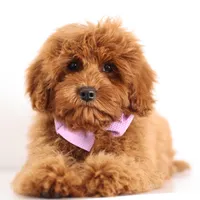 processed/cfdcece1-dffb-44d7-9010-7310a9681369/listing/b266c12d-082d-408c-bbba-5febaf3aeb25/84ef4a45-c952-47cf-ae04-a4359f27f7c0